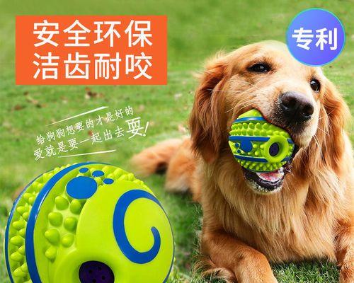 金毛狗狗一直要咬我怎么办？如何训练它停止攻击行为？