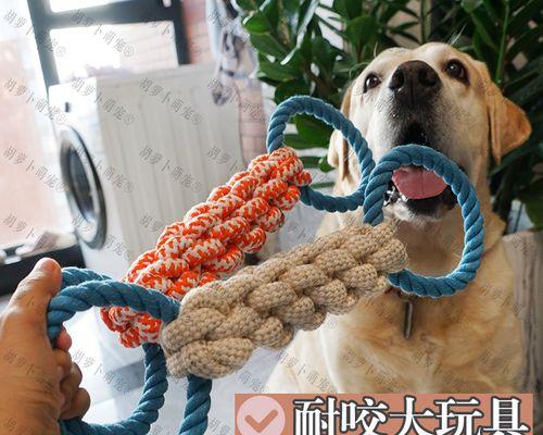 金毛狗狗吃鸡蛋的正确方法是什么？有哪些注意事项？