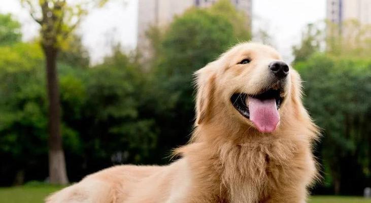金毛狗频繁掉毛是什么原因？如何解决？