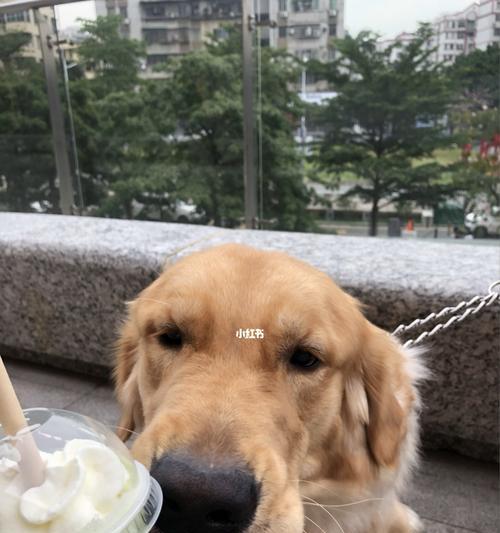 金毛犬能吃哪些青菜？对狗狗健康有好处吗？