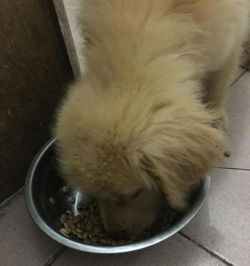 金毛犬能吃哪些青菜？对狗狗健康有好处吗？