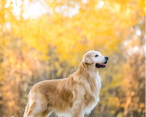 金毛幼犬吃什么会壮？如何科学喂养金毛幼犬？
