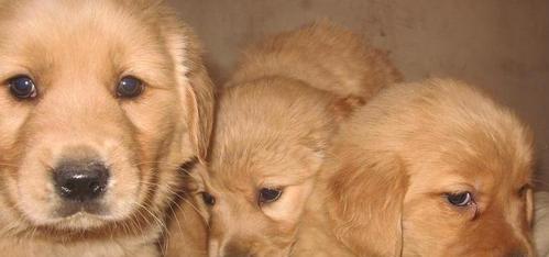金毛幼犬吃什么会壮？如何科学喂养金毛幼犬？