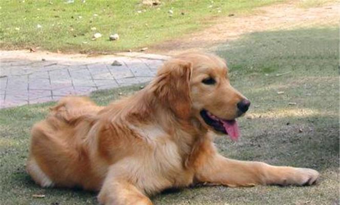 金毛幼犬吃什么会壮？如何科学喂养金毛幼犬？