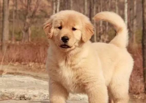 金毛幼犬每日喂什么好？喂食指南和注意事项是什么？