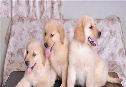金毛幼犬一般多少元？购买时需要注意哪些事项？