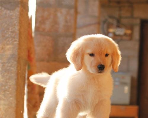金毛幼犬一般多少元？购买时需要注意哪些事项？