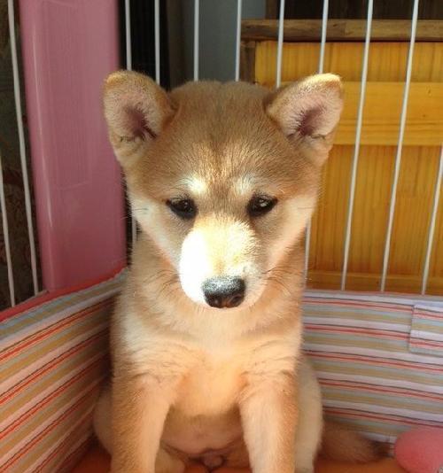 精灵日本柴犬多少钱？购买时需要注意哪些问题？