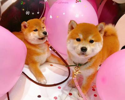 精灵日本柴犬多少钱？购买时需要注意哪些问题？