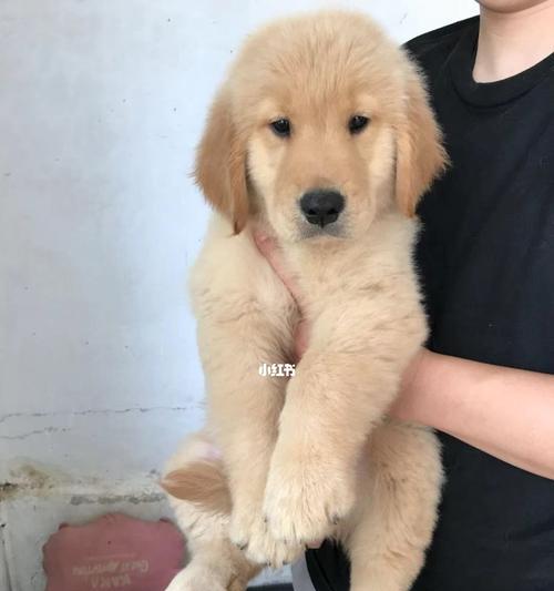 九个月金毛犬味什么？如何判断金毛犬的食欲变化？