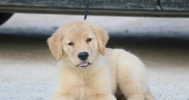 九个月金毛犬味什么？如何判断金毛犬的食欲变化？