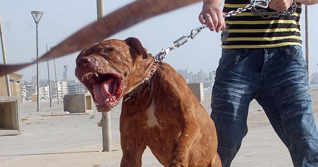 巨型比特犬怎么训练？训练过程中常见的问题有哪些？