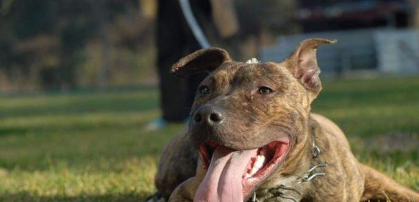 巨型比特犬怎么训练？训练过程中常见的问题有哪些？