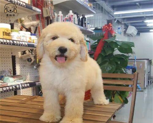巨型贵宾犬怎么打理？日常护理和美容技巧有哪些？