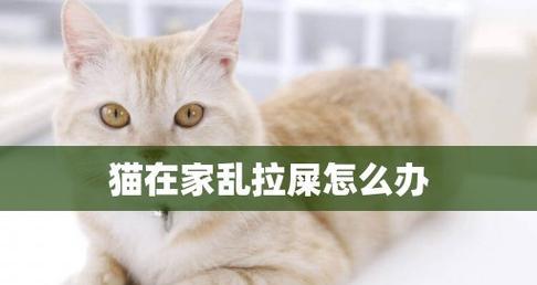 绝育猫乱拉屎的原因是什么？如何解决？
