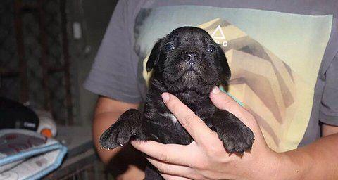 卡斯罗生小狗怎么办？如何照顾新生卡斯罗幼犬？