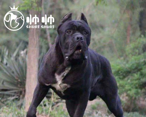 卡斯罗生小狗怎么办？如何照顾新生卡斯罗幼犬？