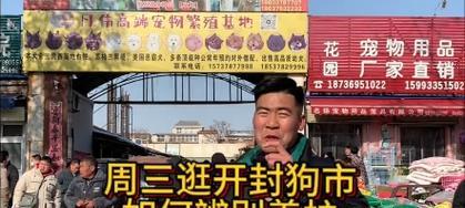 开封狗市都有哪些品种的狗出售？如何辨别纯种狗？