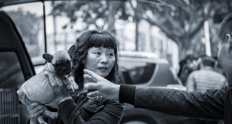 开封狗市的具体位置在哪里？如何前往开封狗市？