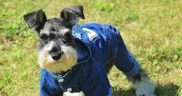 柯基犬自制狗粮怎么做？自制狗粮的常见问题有哪些？