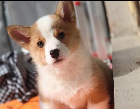 柯基犬体味重的原因是什么？如何有效减少柯基的体臭问题？