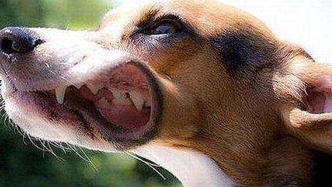 狂犬病为什么狗不死？狗狗对狂犬病的免疫机制是什么？