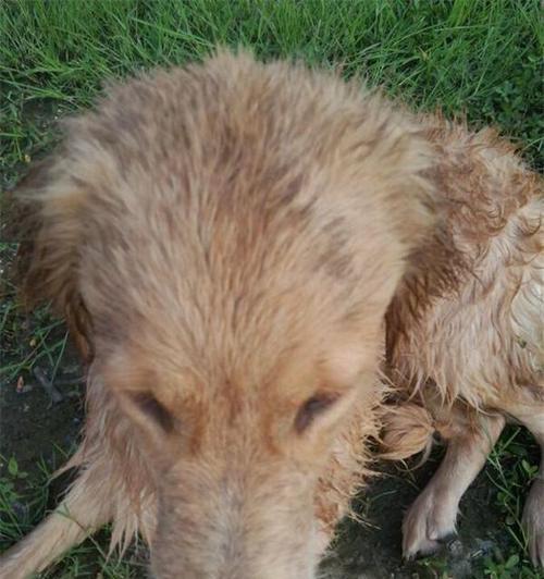 老狗掉牙出血怎么办？如何处理老年犬牙齿问题？