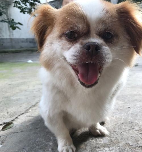 老狗掉牙出血怎么办？如何处理老年犬牙齿问题？