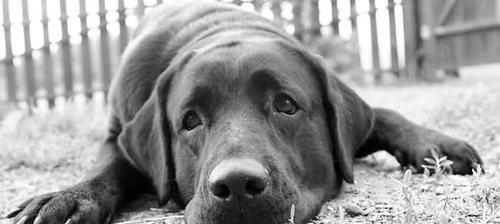 老狗掉牙出血怎么办？如何处理老年犬牙齿问题？