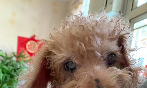 老狗经常咳嗽怎么办？如何有效缓解宠物咳嗽症状？
