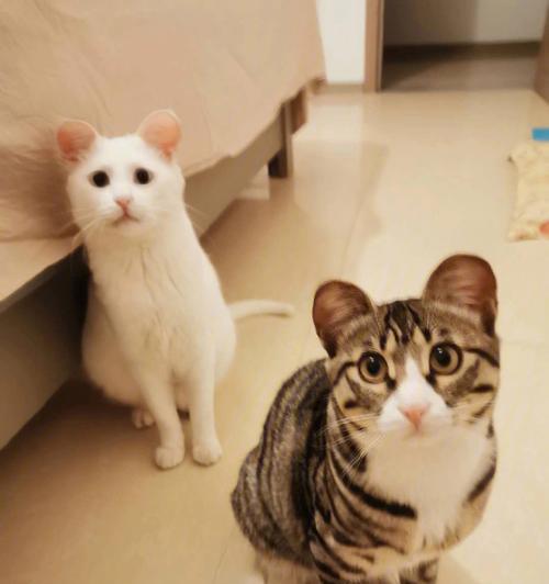 老猫为什么会吃小猫？这种行为背后的原因是什么？