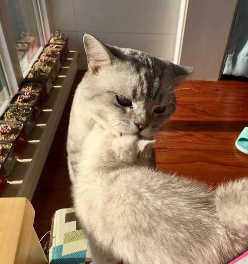老猫为什么会吃小猫？这种行为背后的原因是什么？