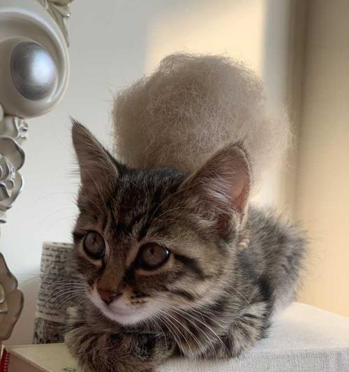 狸花猫的品相怎么看？如何鉴别狸花猫的品质？