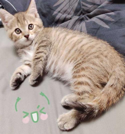 狸花猫的品相怎么看？如何鉴别狸花猫的品质？