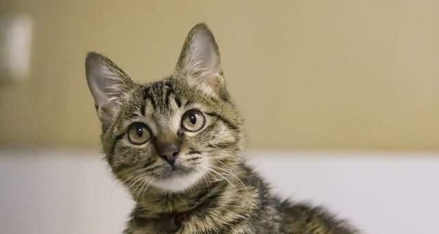 狸花猫的品相怎么看？如何鉴别狸花猫的品质？