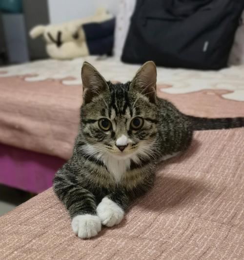 狸花猫的性格怎么样？如何与狸花猫建立良好关系？