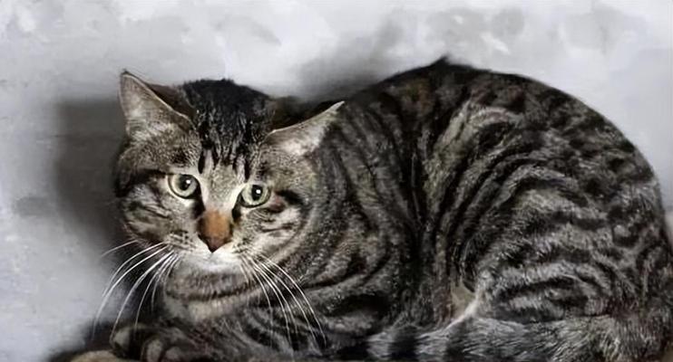 狸花猫的性格怎么样？如何与狸花猫建立良好关系？