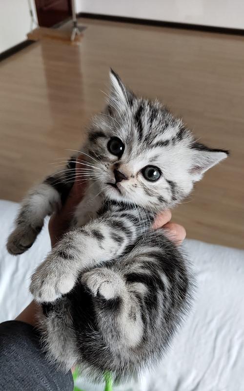 狸猫和美短生的小猫有什么特点？如何区分它们的品种特征？