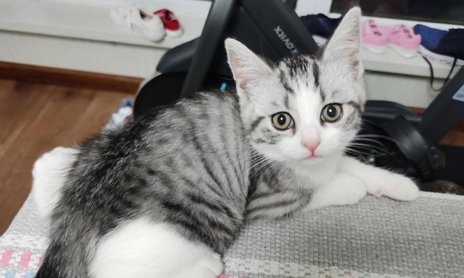 狸猫和美短生的小猫有什么特点？如何区分它们的品种特征？