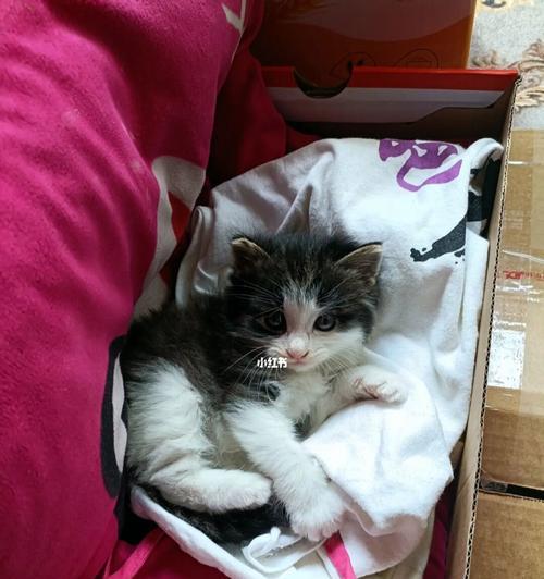 两个月小猫喂养指南：正确饮食与喂食技巧？