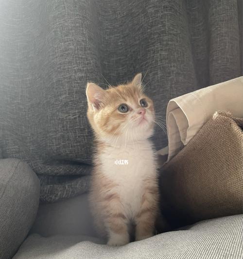 两个月小猫喂养指南：正确饮食与喂食技巧？