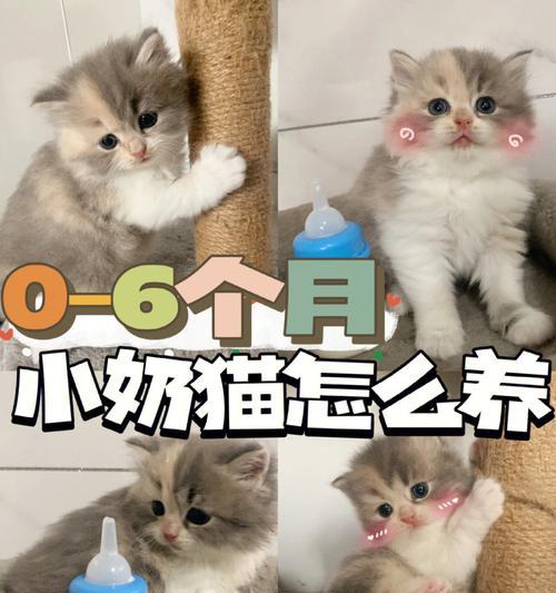 两月龄猫咪能洗澡吗？洗澡的正确时机和方法是什么？