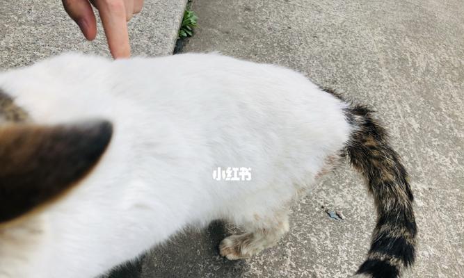 流浪猫怀孕了怎么办？照顾指南和注意事项是什么？