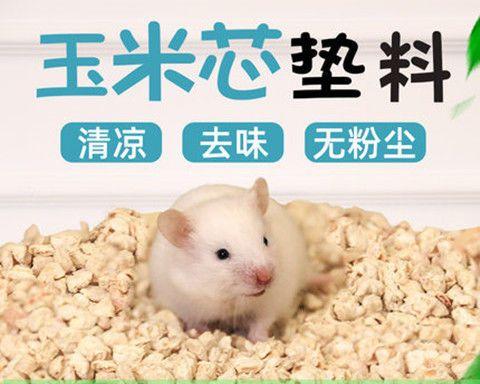龙猫和仓鼠的区别是什么？如何正确区分它们？