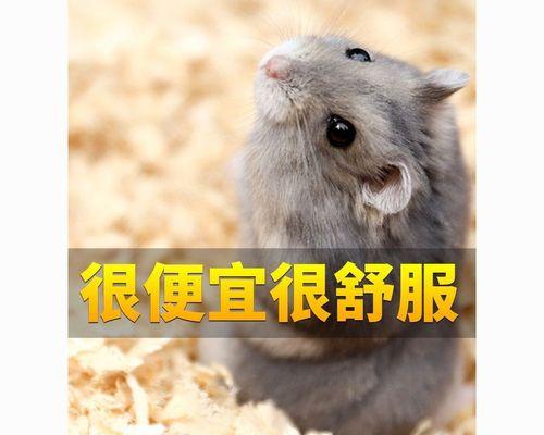 龙猫和仓鼠的区别是什么？如何正确区分它们？
