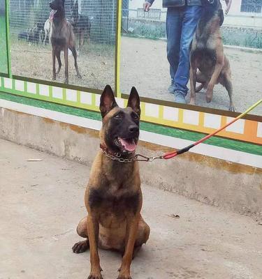马犬养什么颜色的好？如何根据需求选择马犬的颜色？