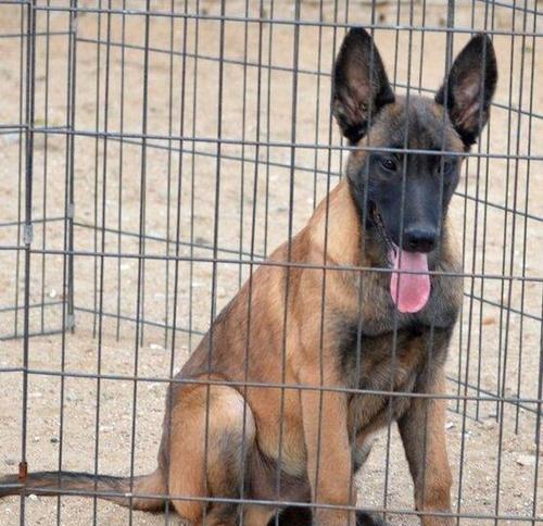 马犬养什么颜色的好？如何根据需求选择马犬的颜色？