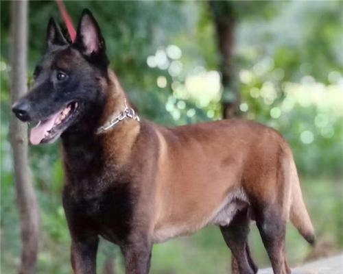 马犬的平均寿命是多少？如何延长马犬的寿命？
