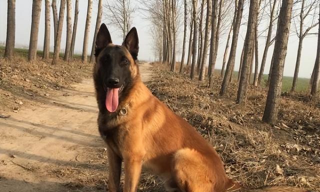 马犬一次应该吃多少狗粮？喂食量的正确计算方法是什么？