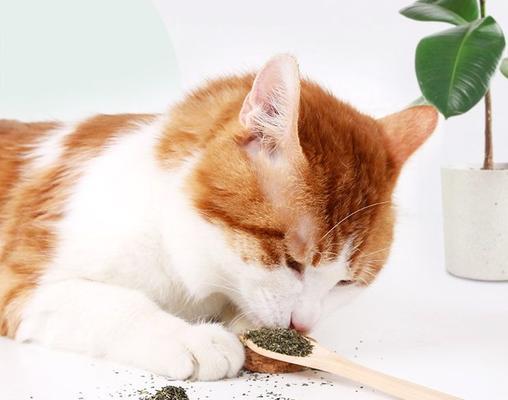 猫薄荷对小猫有害吗？使用时应注意什么？
